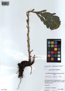 KUZ 001 532, Euphorbia pilosa L., Siberia, Altai & Sayany Mountains (S2) (Russia)