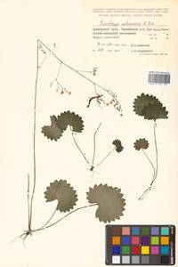 Micranthes nelsoniana subsp. aestivalis (Fisch. & C. A. Mey.) Elven & D. F. Murray, Siberia, Russian Far East (S6) (Russia)