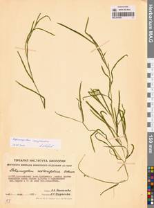 Potamogeton compressus L., Siberia, Yakutia (S5) (Russia)