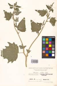 Atriplex sagittata Borkh., Eastern Europe, Moscow region (E4a) (Russia)