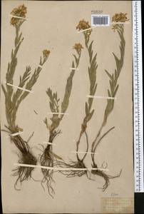 Galatella sedifolia subsp. sedifolia, Middle Asia, Western Tian Shan & Karatau (M3) (Kazakhstan)