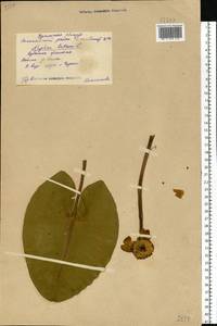 Nuphar lutea (L.) Sibth. & Sm., Eastern Europe, Eastern region (E10) (Russia)
