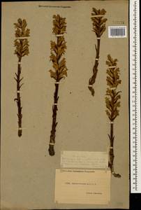 Orobanche, Caucasus, Dagestan (K2) (Russia)