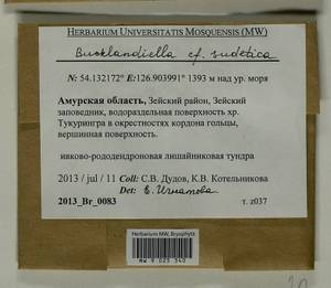 Bucklandiella sudetica (Funck) Bedn.-Ochyra & Ochyra, Bryophytes, Bryophytes - Russian Far East (excl. Chukotka & Kamchatka) (B20) (Russia)