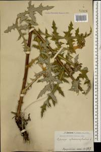 Echinops sphaerocephalus L., Caucasus, Armenia (K5) (Armenia)