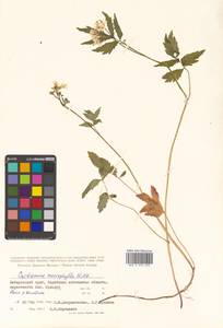 Cardamine macrophylla Willd., Siberia, Russian Far East (S6) (Russia)