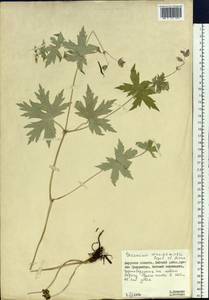 Geranium maximowiczii Regel & Maack in Regel, Siberia, Russian Far East (S6) (Russia)
