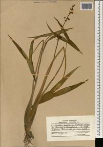 Sagittaria trifolia L., South Asia, South Asia (Asia outside ex-Soviet states and Mongolia) (ASIA) (Afghanistan)