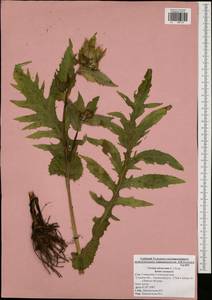 Cirsium oleraceum (L.) Scop., Eastern Europe, Central region (E4) (Russia)