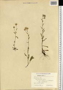 Erigeron acris L., Eastern Europe, Latvia (E2b) (Latvia)