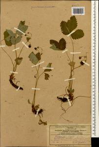 Fragaria vesca L., Caucasus, Azerbaijan (K6) (Azerbaijan)