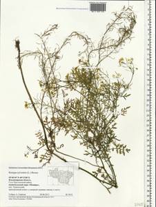 Rorippa sylvestris (L.) Besser, Eastern Europe, Central region (E4) (Russia)