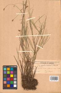 Carex pseudocuraica F.Schmidt, Siberia, Russian Far East (S6) (Russia)