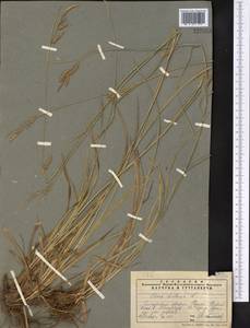 Carex distans L., Middle Asia, Pamir & Pamiro-Alai (M2) (Tajikistan)