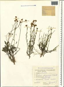 Linum mucronatum subsp. armenum (Bordzil.) P. H. Davis, Caucasus, Dagestan (K2) (Russia)