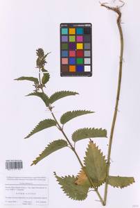 Urtica dioica L., Eastern Europe, Moscow region (E4a) (Russia)