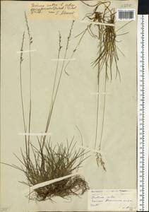 Festuca rubra L., Siberia, Baikal & Transbaikal region (S4) (Russia)