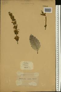 Salvia aethiopis L., Eastern Europe, South Ukrainian region (E12) (Ukraine)