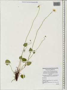 Parnassia palustris L., Eastern Europe, North-Western region (E2) (Russia)