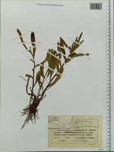 Hieracium subarctophilum Schljakov, Siberia, Central Siberia (S3) (Russia)