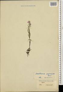 Xeranthemum squarrosum Boiss., Caucasus, Georgia (K4) (Georgia)