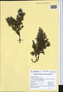 Juniperus communis var. saxatilis Pall., Western Europe (EUR) (Italy)