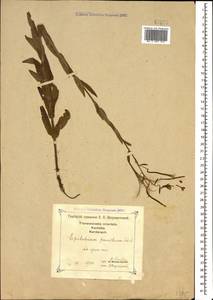 Epilobium parviflorum Schreb., Caucasus, Georgia (K4) (Georgia)