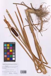 Typha, Eastern Europe, Moscow region (E4a) (Russia)