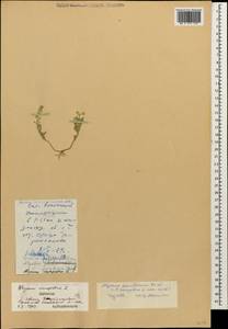 Alyssum simplex Rudolphi, Caucasus, Dagestan (K2) (Russia)