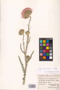 Carduus uncinatus M. Bieb., Eastern Europe, Eastern region (E10) (Russia)