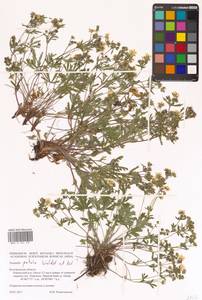 Potentilla patula Waldst. & Kit., Eastern Europe, Central forest-and-steppe region (E6) (Russia)