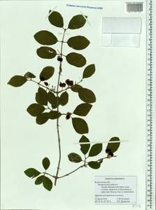 Lonicera xylosteum L., Eastern Europe, Northern region (E1) (Russia)