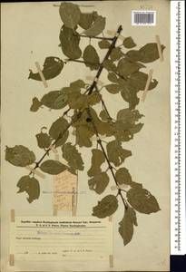 Rhamnus cathartica L., Caucasus, Azerbaijan (K6) (Azerbaijan)