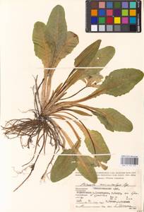 Primula veris subsp. macrocalyx (Bunge) Lüdi, Caucasus, Stavropol Krai, Karachay-Cherkessia & Kabardino-Balkaria (K1b) (Russia)