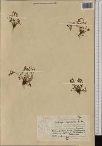 Saxifraga hyperborea R. Br., Western Europe (EUR) (Svalbard and Jan Mayen)