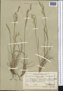 Piptatherum songaricum (Trin. & Rupr.) Roshev., Middle Asia, Northern & Central Tian Shan (M4) (Kazakhstan)
