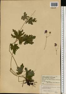 Geranium palustre L., Eastern Europe, Central forest-and-steppe region (E6) (Russia)