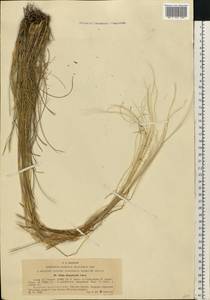 Stipa dasyphylla (Lindem.) Czern. ex Trautv., Eastern Europe, North Ukrainian region (E11) (Ukraine)