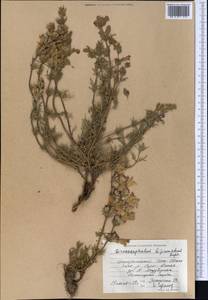 Dracocephalum bipinnatum Rupr., Middle Asia, Northern & Central Tian Shan (M4) (Kyrgyzstan)