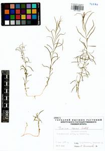 Thesium repens Ledeb., Siberia, Baikal & Transbaikal region (S4) (Russia)