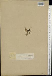 Cerastium alpinum L., Eastern Europe, Northern region (E1) (Russia)