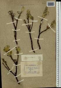 Salix lanata L., Eastern Europe, Northern region (E1) (Russia)
