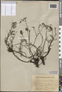 Astragalus syriacus L., Siberia, Baikal & Transbaikal region (S4) (Russia)