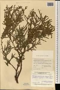 Calocedrus macrolepis Kurz, South Asia, South Asia (Asia outside ex-Soviet states and Mongolia) (ASIA) (China)