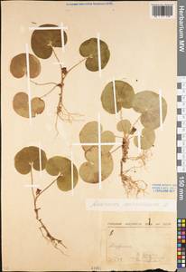 Asarum europaeum L., Eastern Europe, Moscow region (E4a) (Russia)