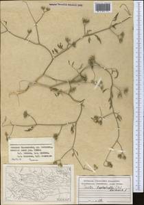 Torilis leptophylla (L.) Rchb. fil., Middle Asia, Western Tian Shan & Karatau (M3) (Tajikistan)