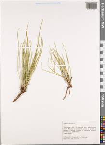 Ephedra distachya L., Eastern Europe, Central forest-and-steppe region (E6) (Russia)