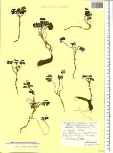 Corydalis alpestris C. A. Mey., Caucasus, Dagestan (K2) (Russia)