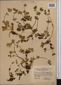 Potentilla crantzii subsp. gelida (C.A.Mey.) Soják, Middle Asia, Western Tian Shan & Karatau (M3) (Uzbekistan)