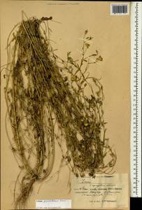 Linum grandiflorum Desf., South Asia, South Asia (Asia outside ex-Soviet states and Mongolia) (ASIA) (China)